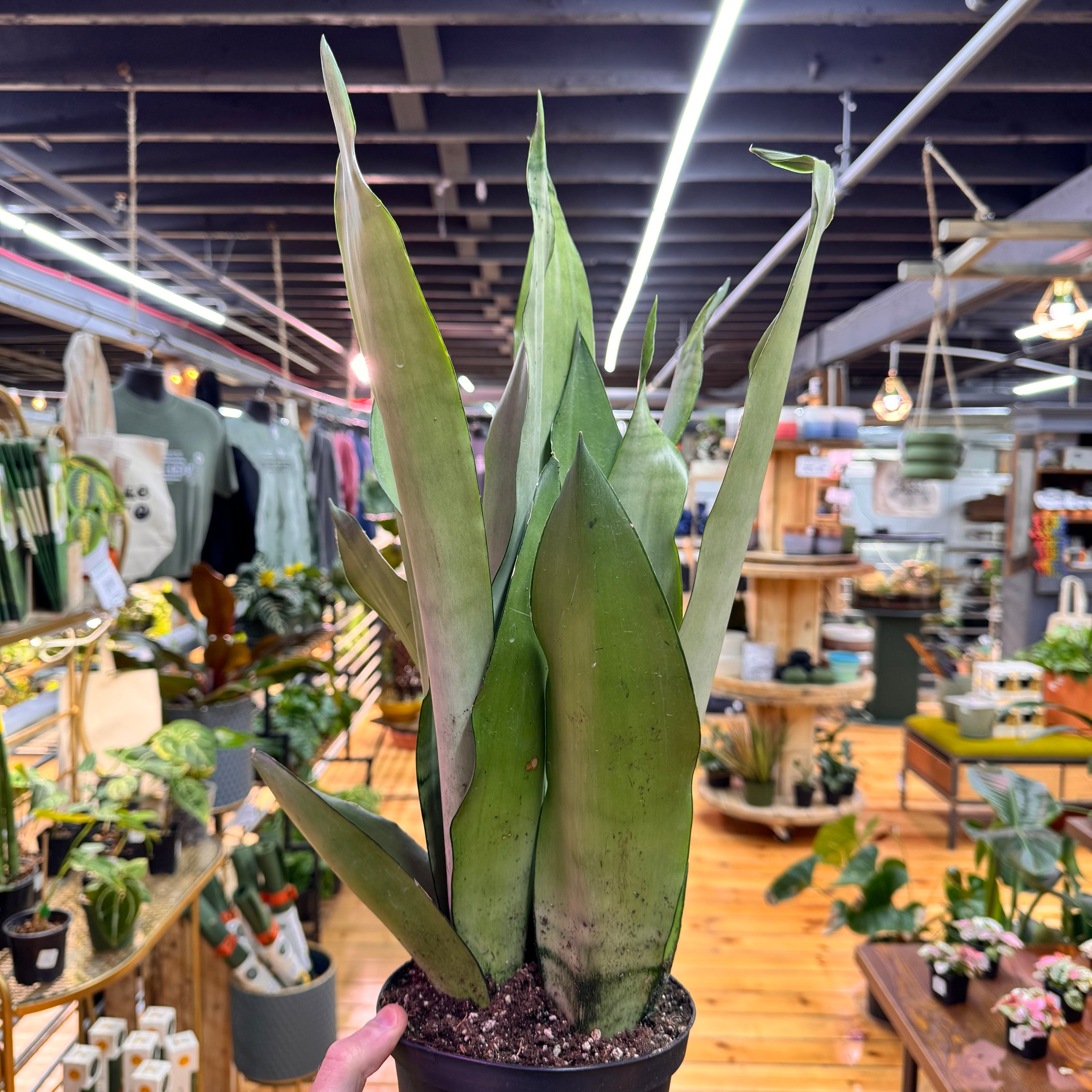 Sansevieria Moonshine