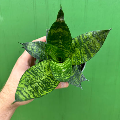 Sansevieria Forest Star