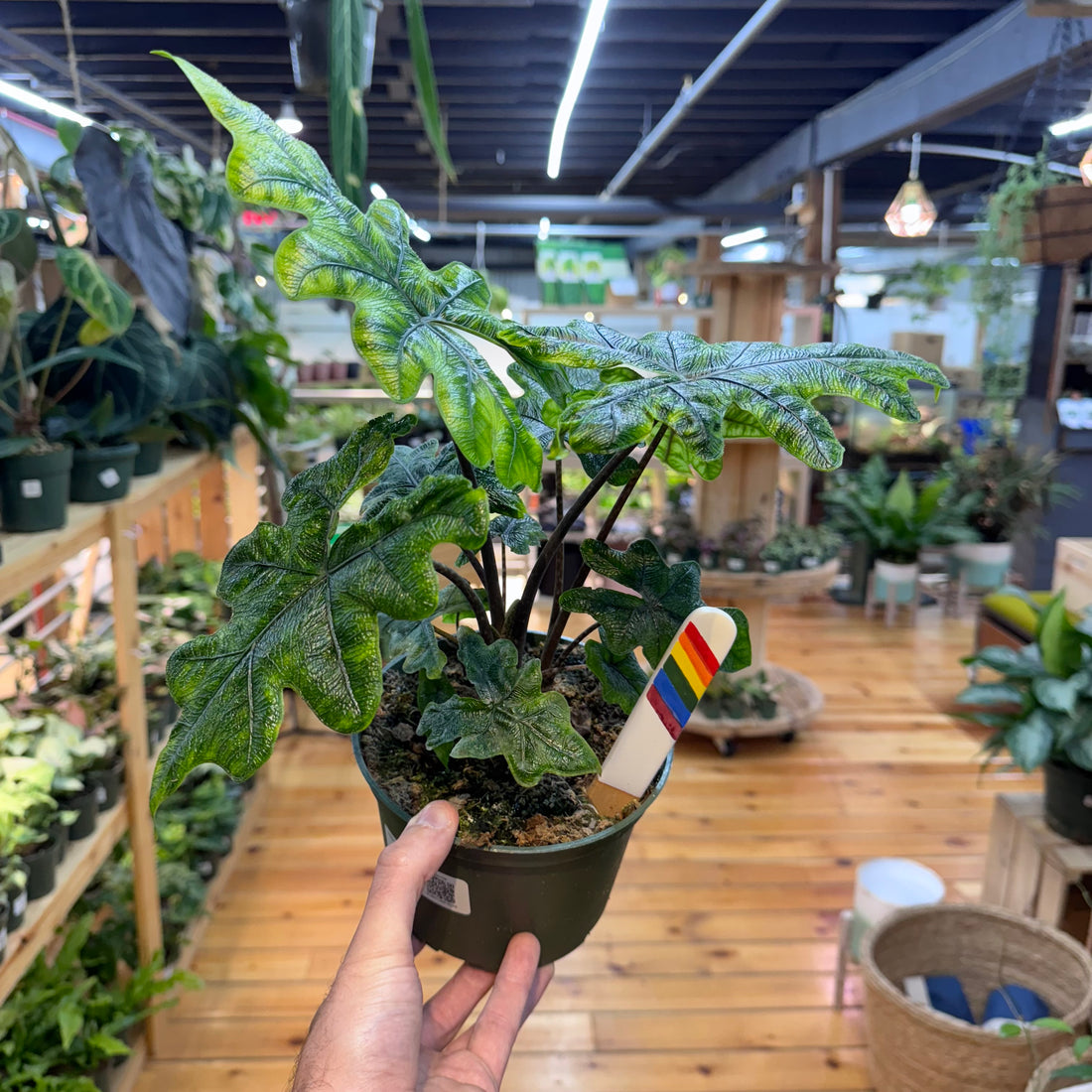 Alocasia Jacklyn