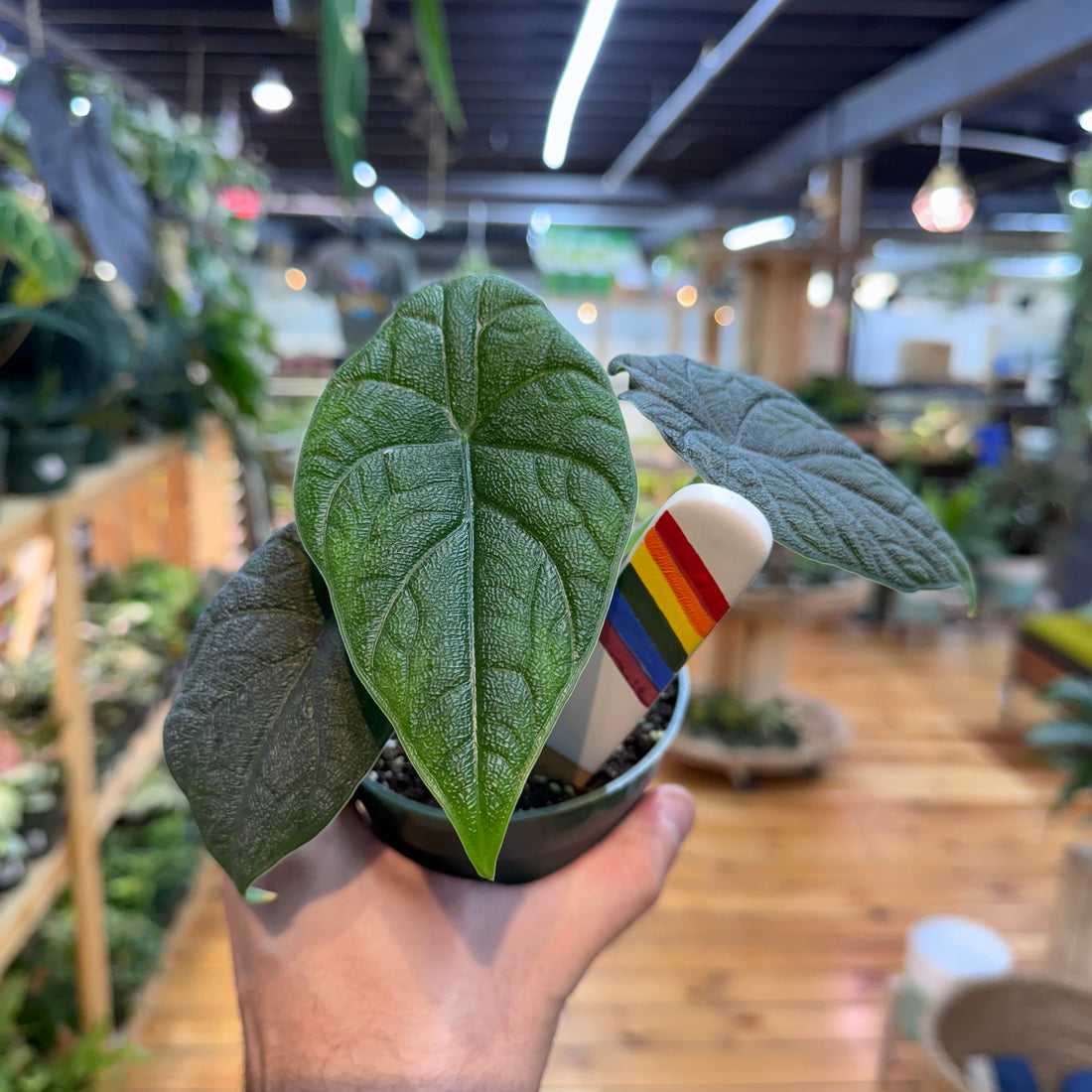 Alocasia Melo