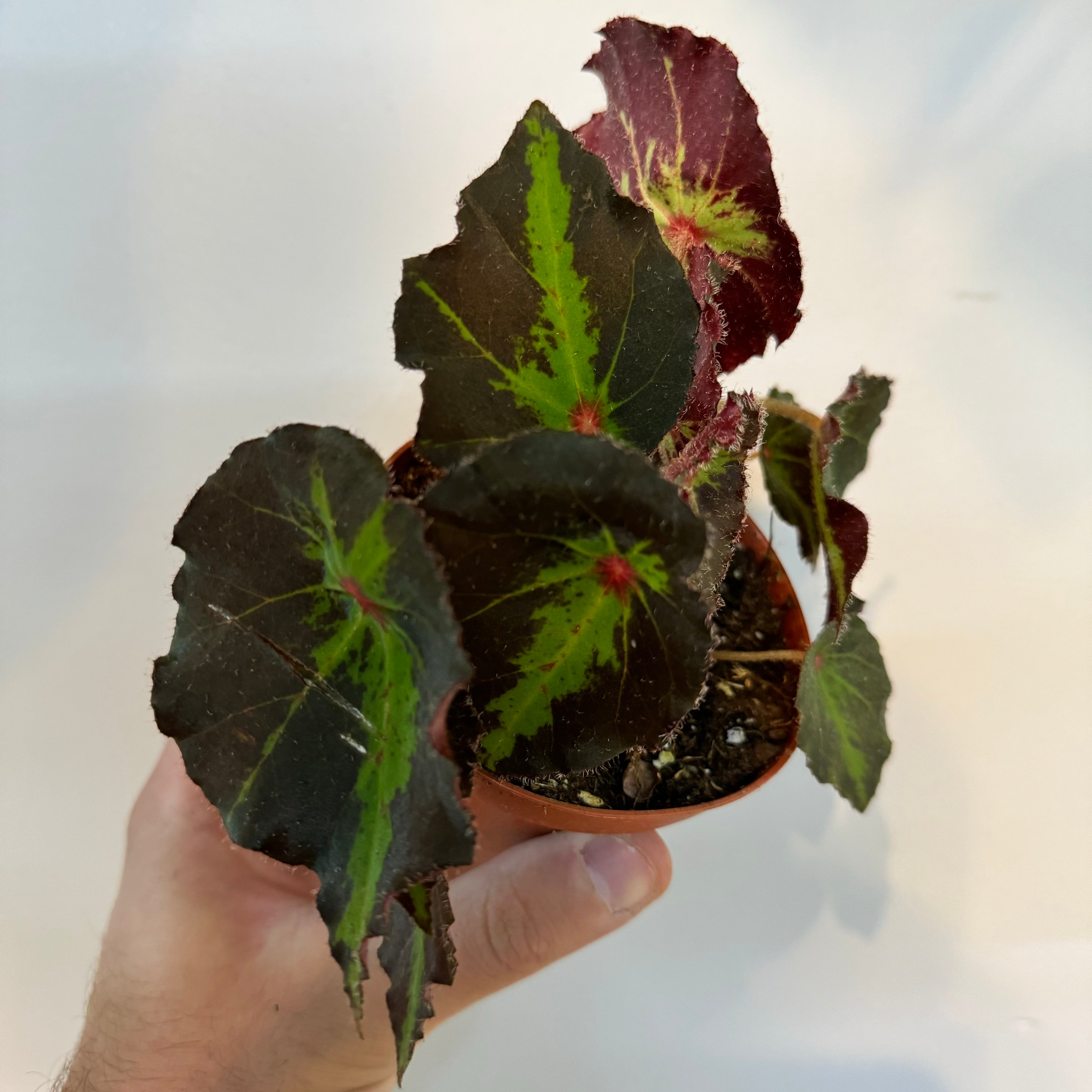 Begonia Boyfriend
