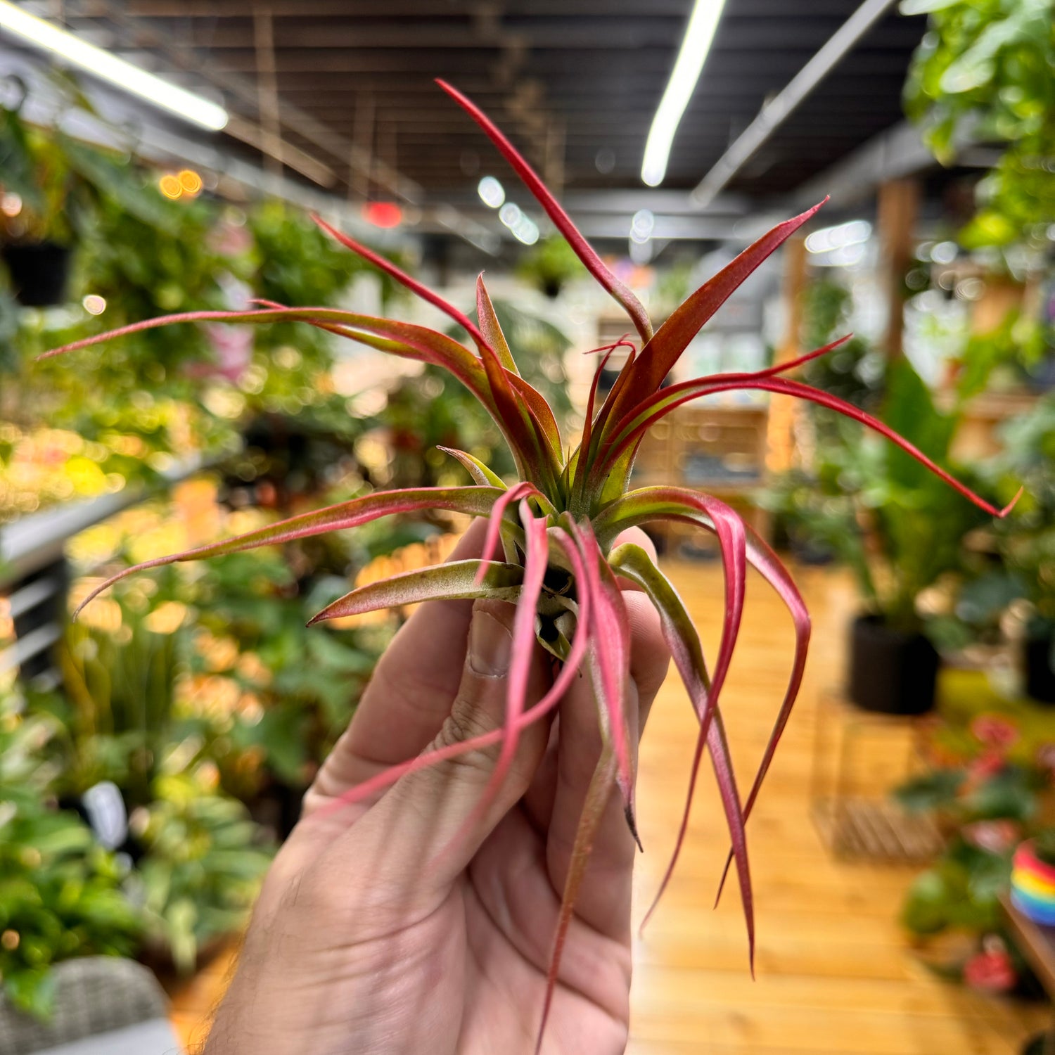 Abdita Red Tillandsia Air Plant