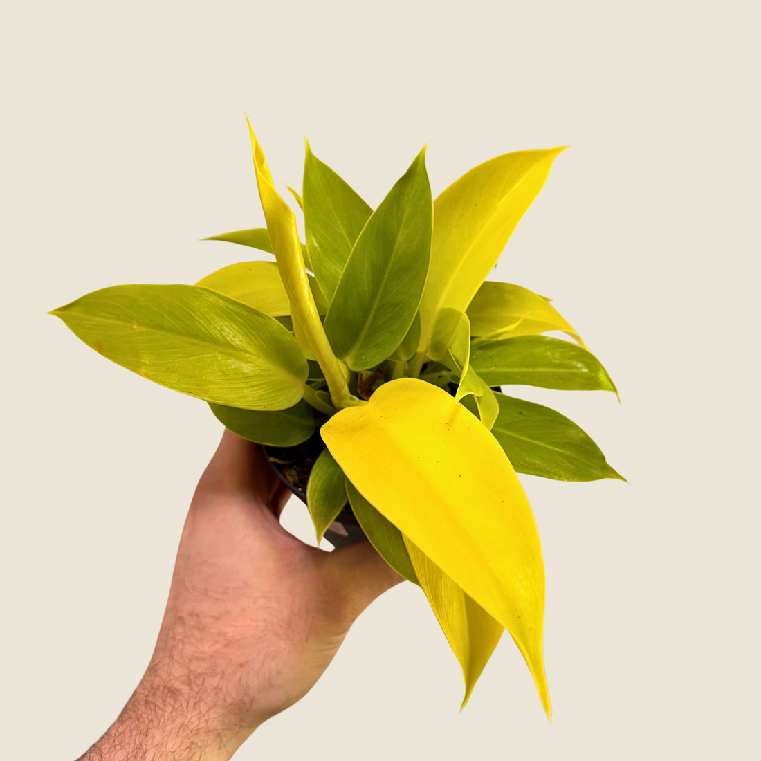 4&quot; Philodendron Moonlight