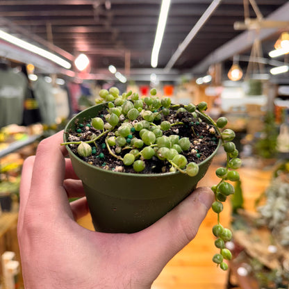 String of Pearls Variegated