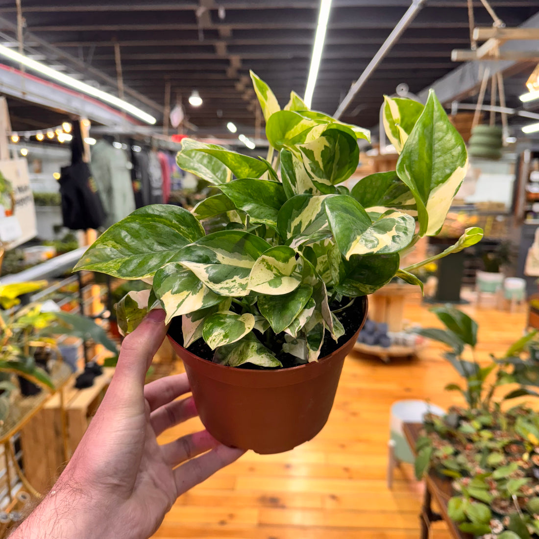 Pothos Pearls and Jade