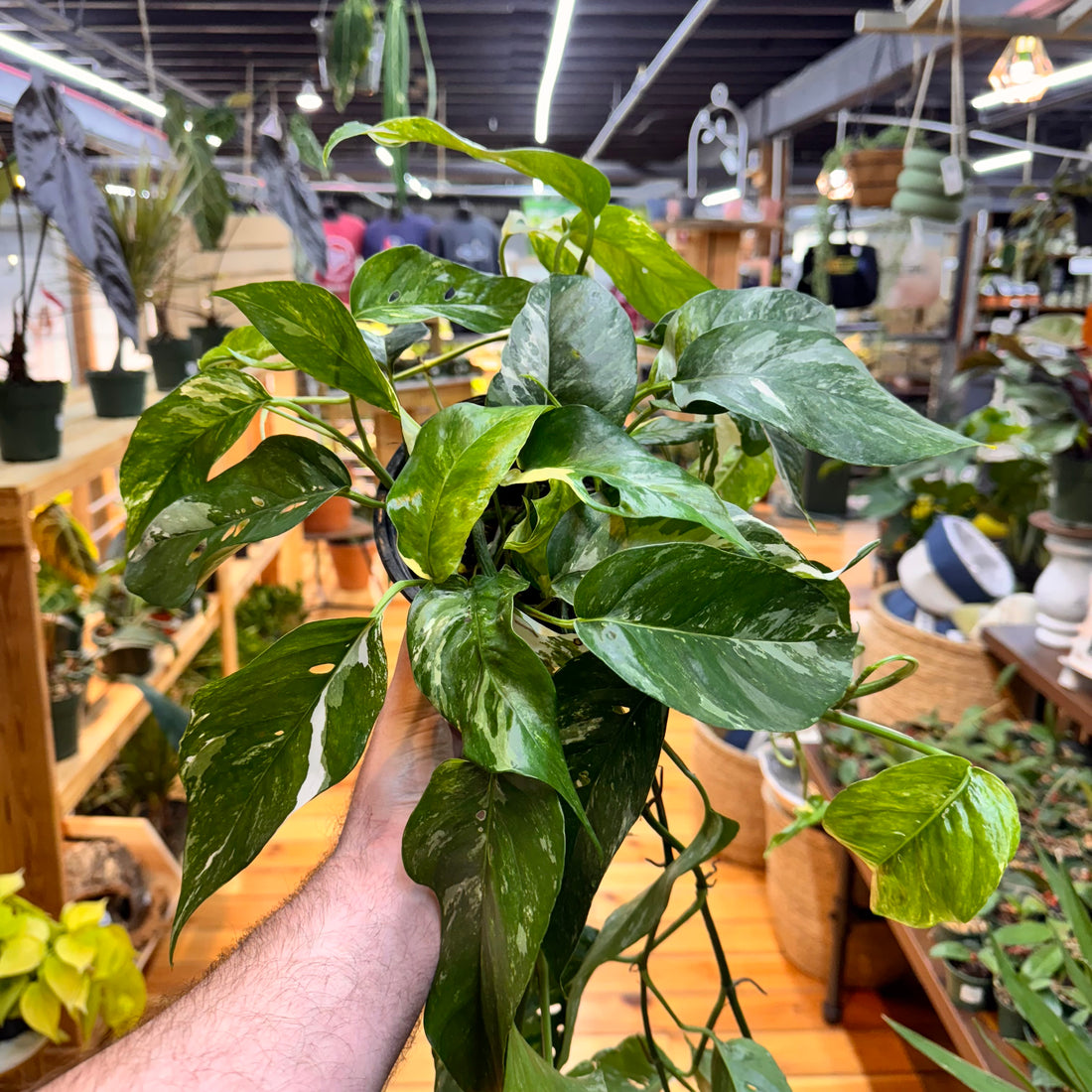 Epipremnum Pinnatum Albo
