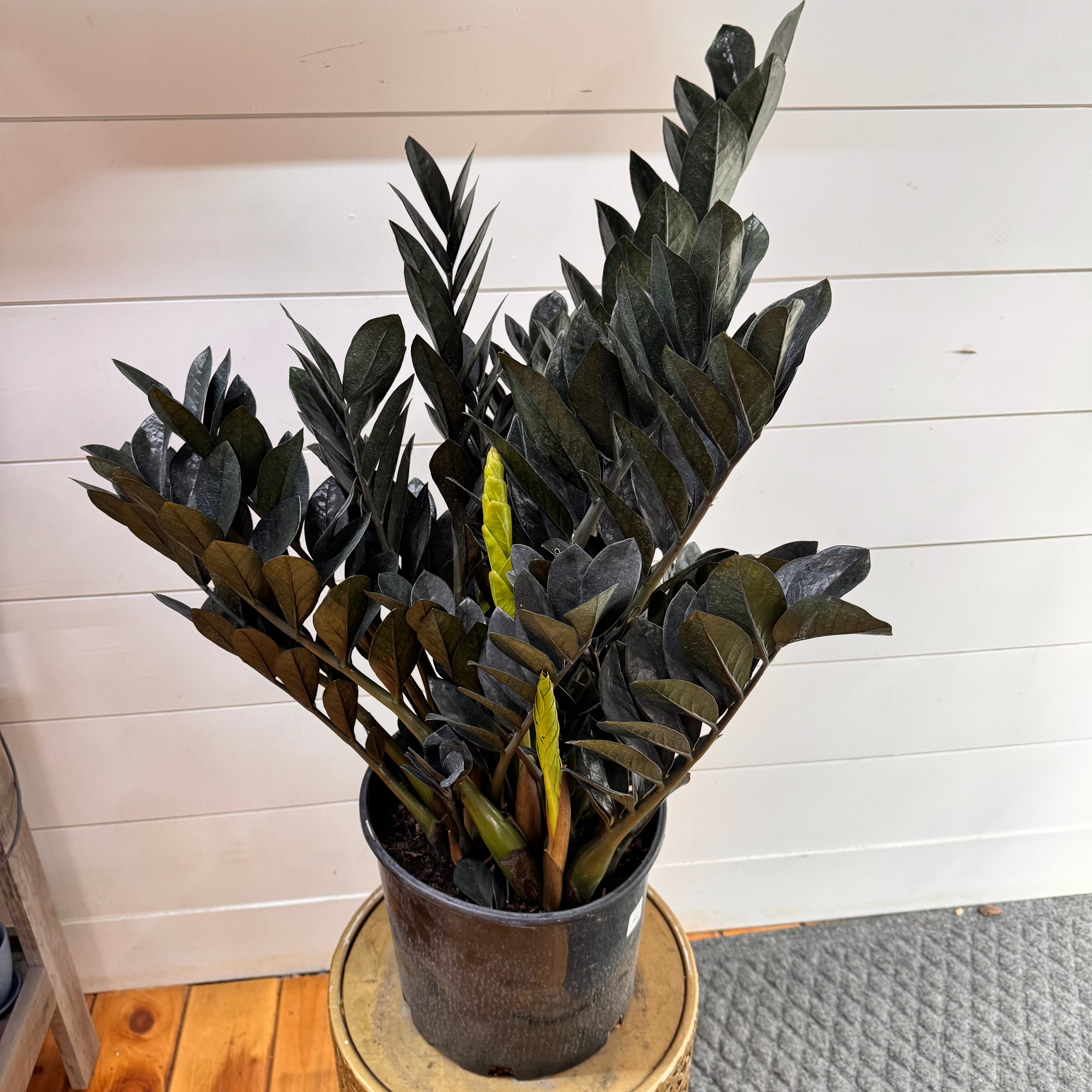Zamioculas Zamiifolia &