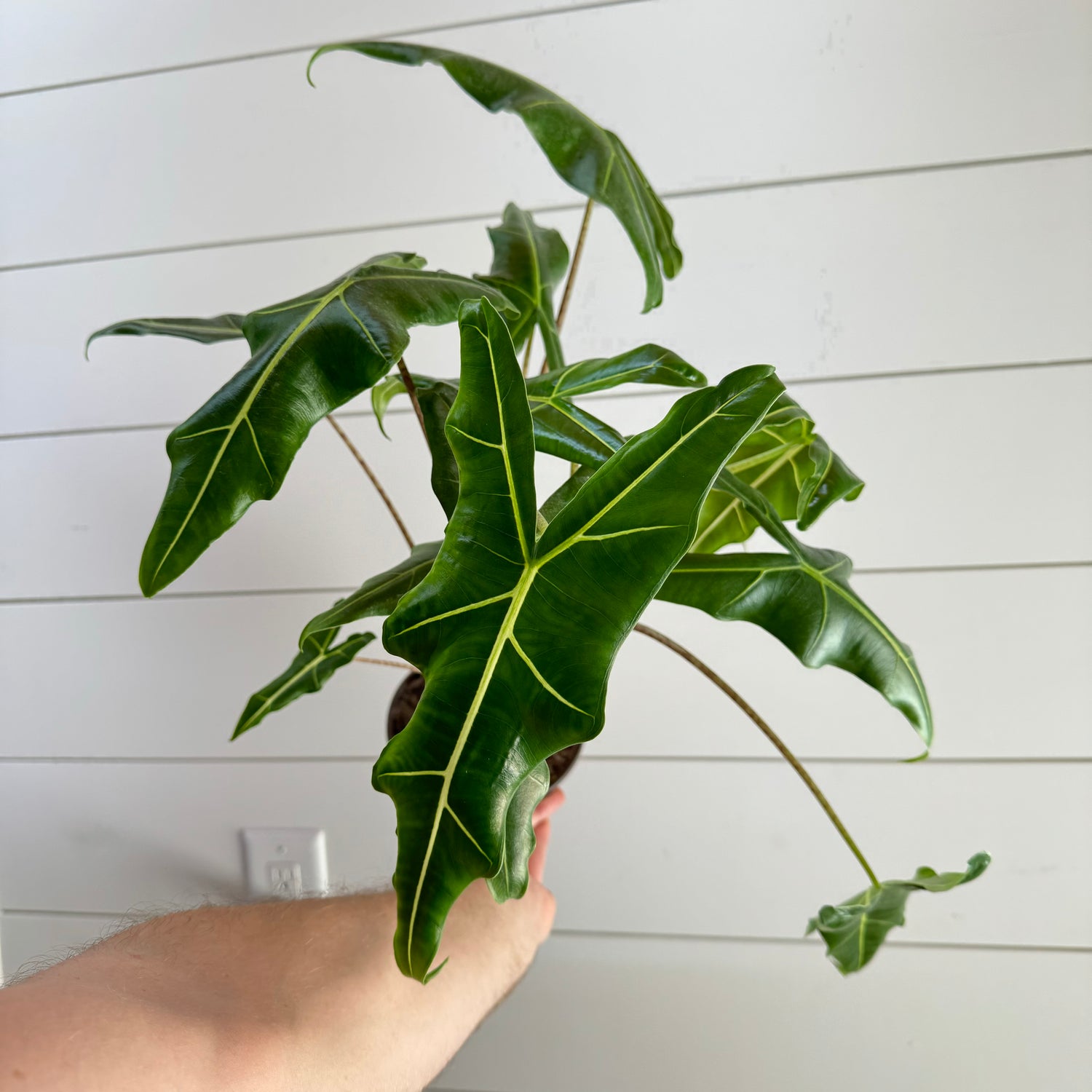 Alocasia Sarian