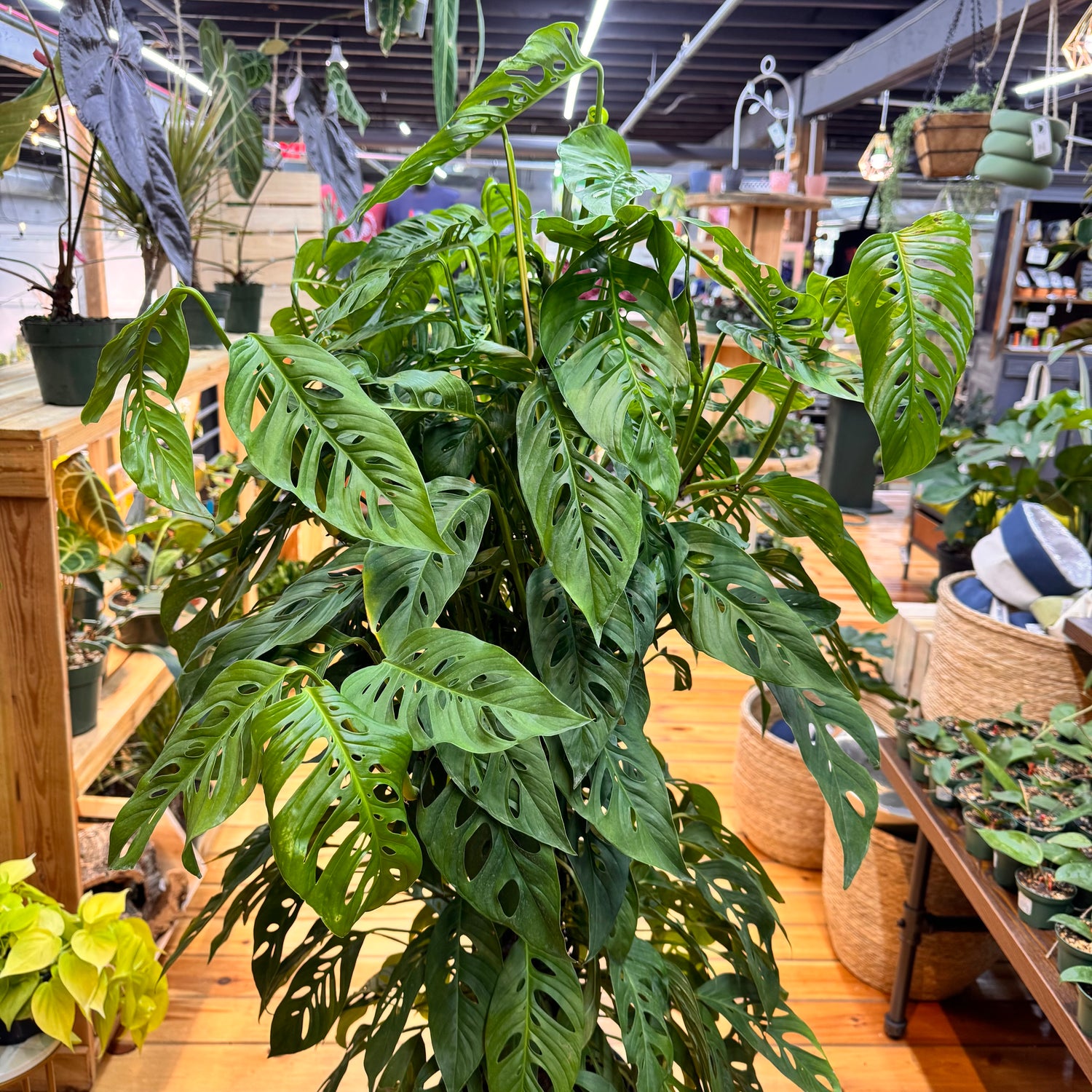 Monstera Swiss Cheese