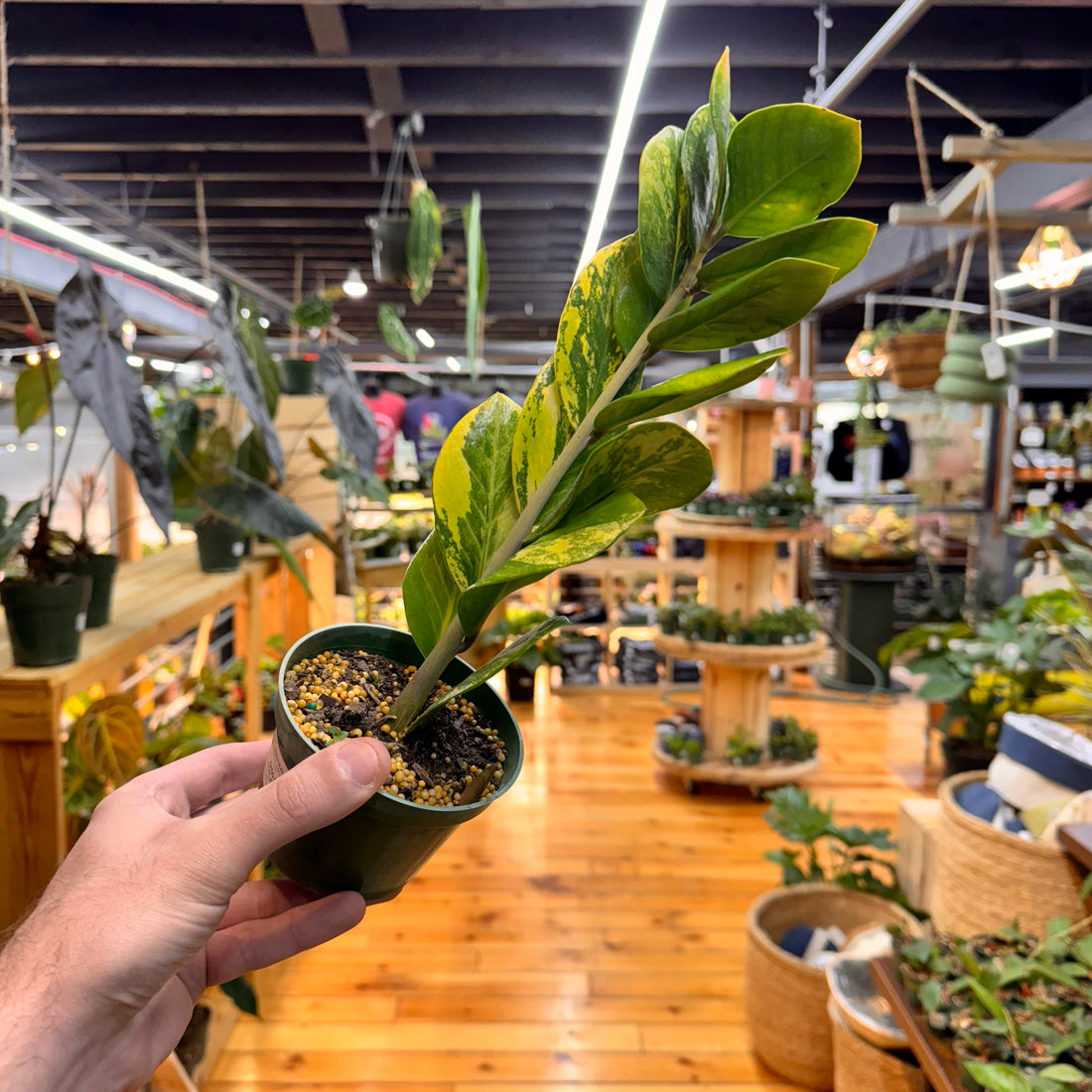 Zamioculas Zamiifolia Variegated