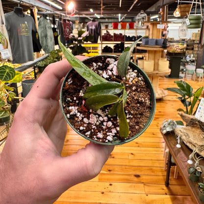 Hoya Paradisea