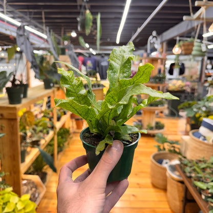 Fern Crocodile