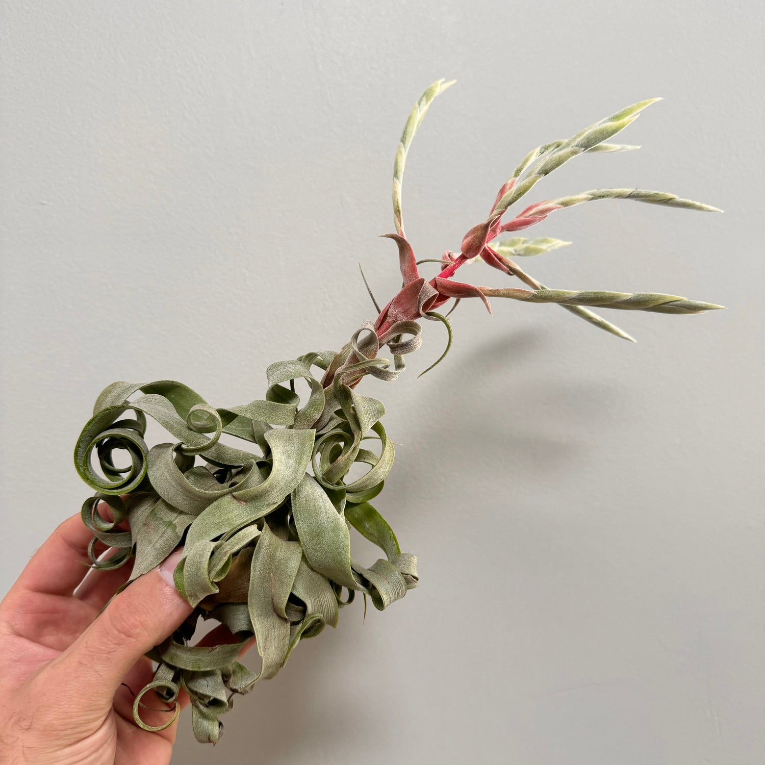 Streptophylla Air Plant