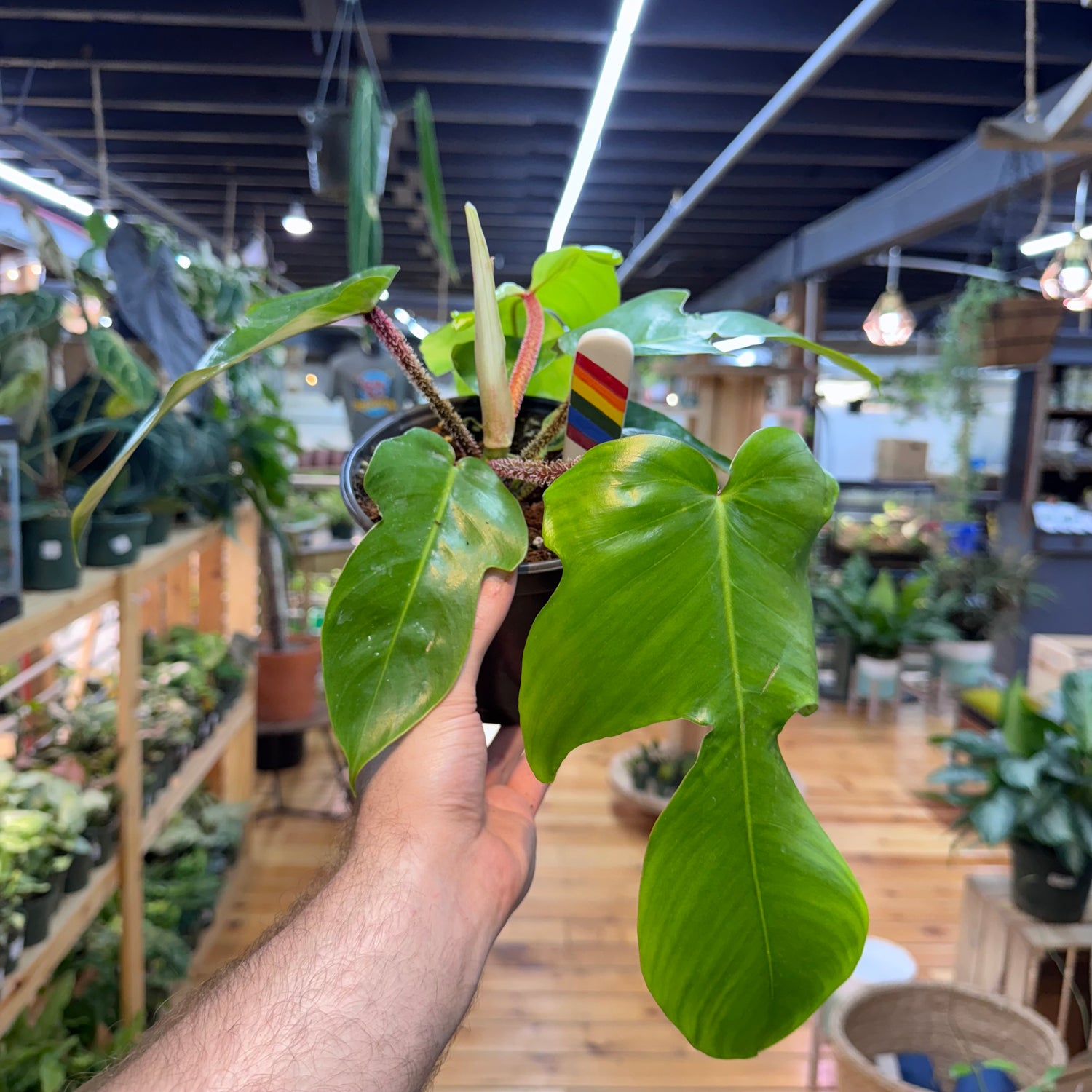 Philodendron Squamiferum