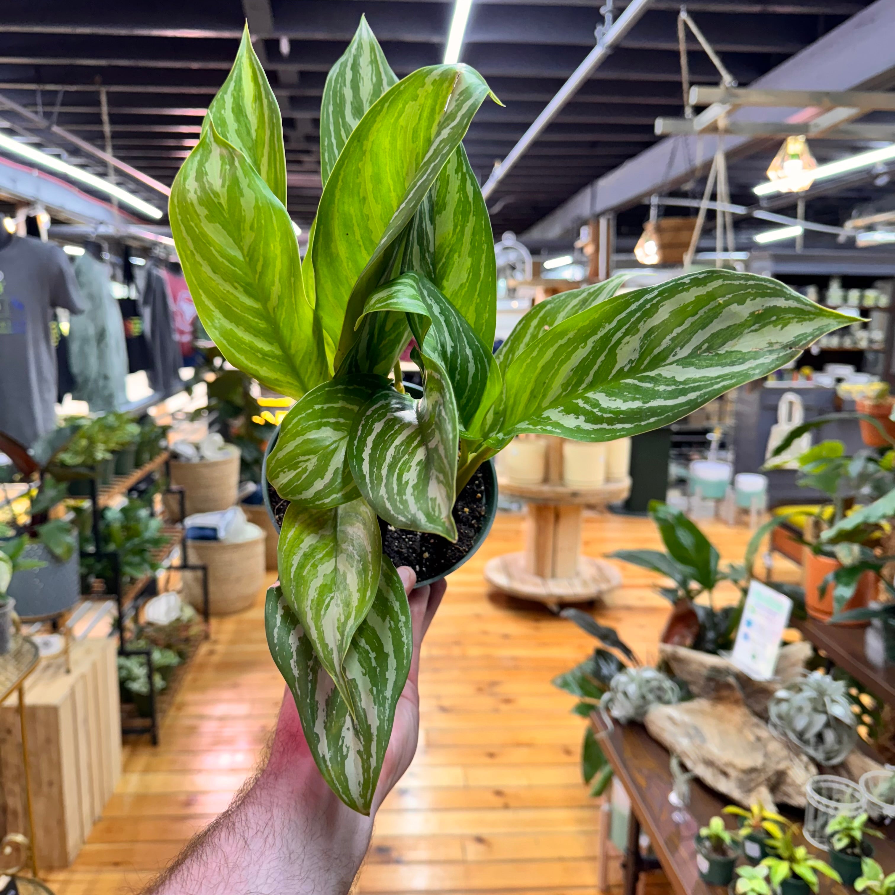 Aglaonema Stripes