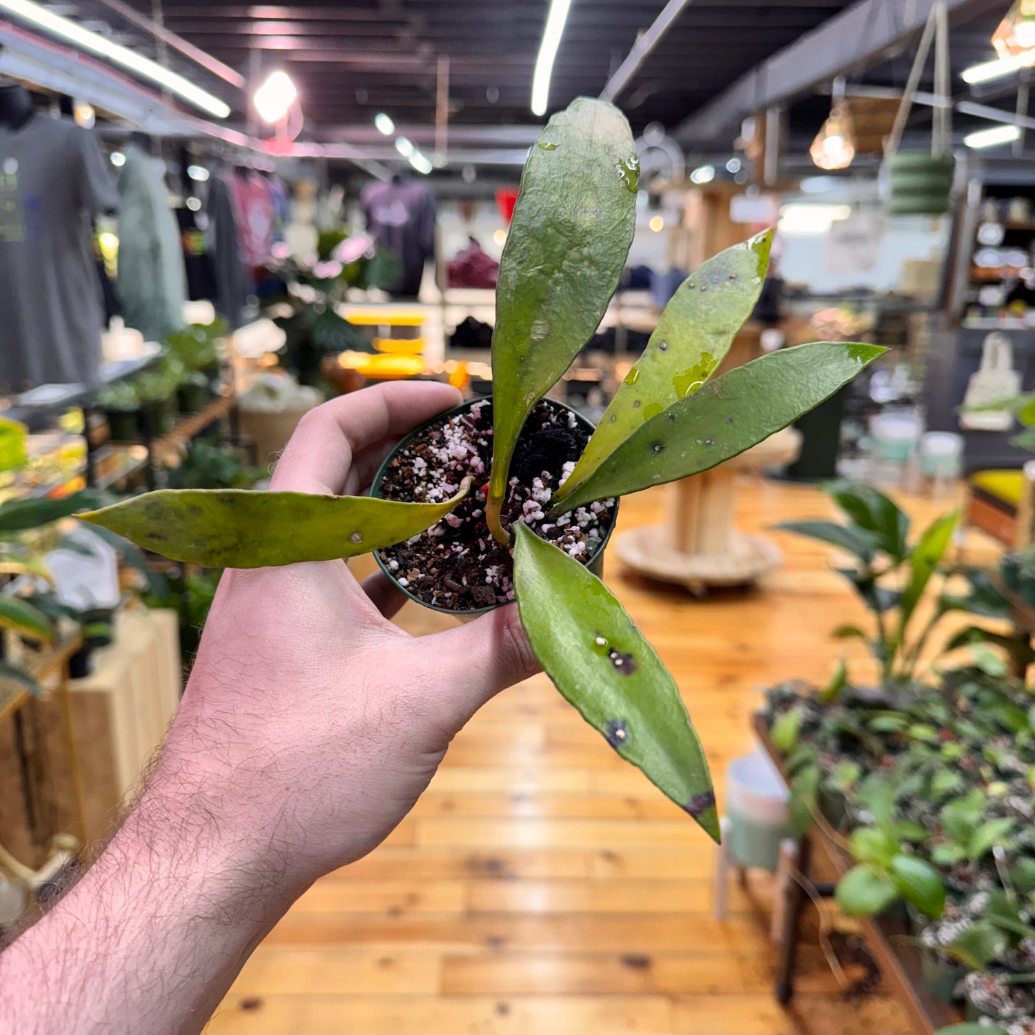Hoya Kloppenburgii &