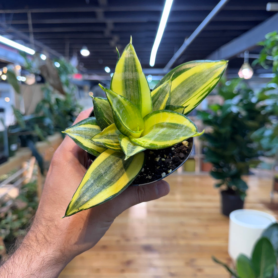 Sansevieria Golden Hahnii
