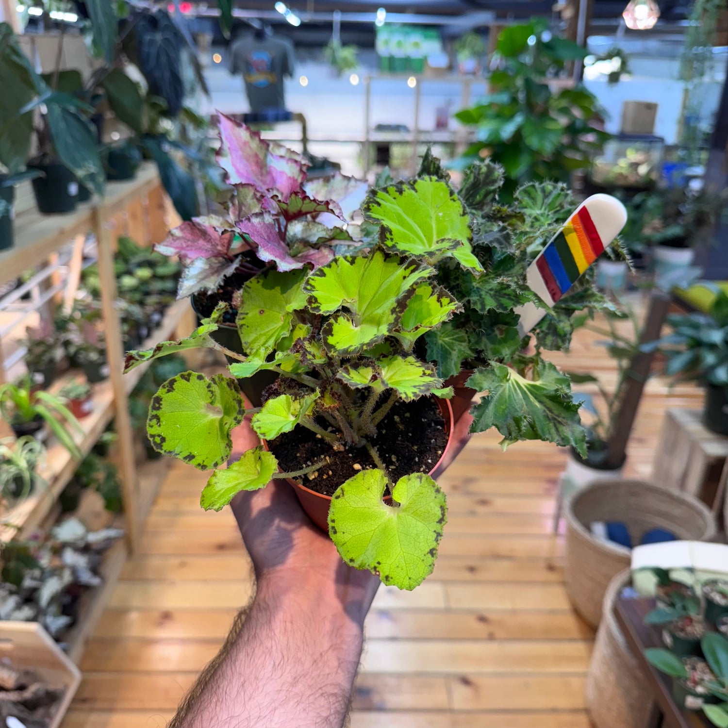 Begonia Assorted