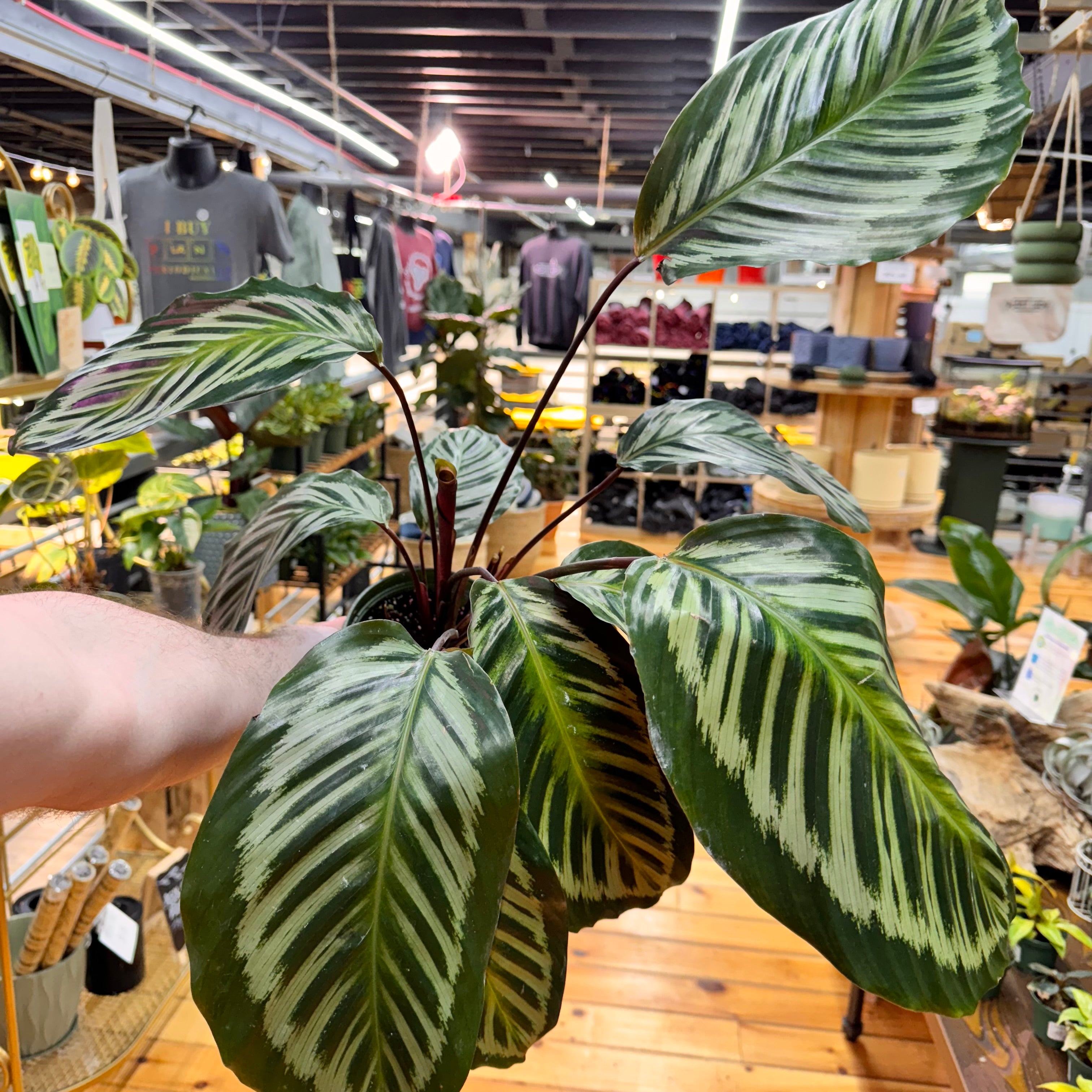 Calathea Red Peacock