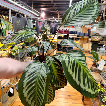 Calathea Red Peacock