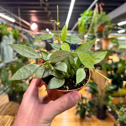 Hoya Lacunosa Mint