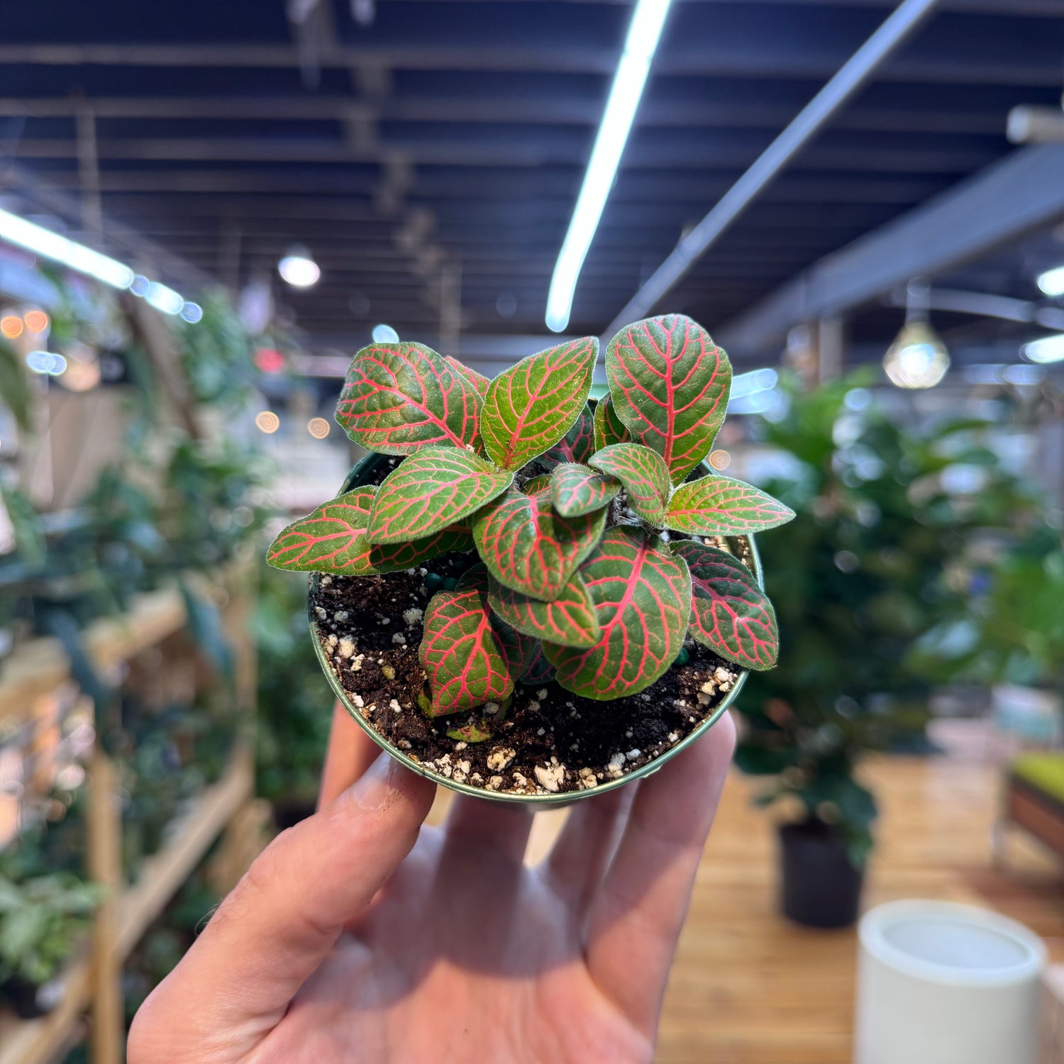 Hand holding a small potted plant with red and green leaves in an indoor setting.