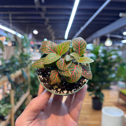 Hand holding a small potted plant with red and green leaves in an indoor setting.