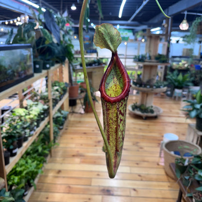 Nepenthes Miranda