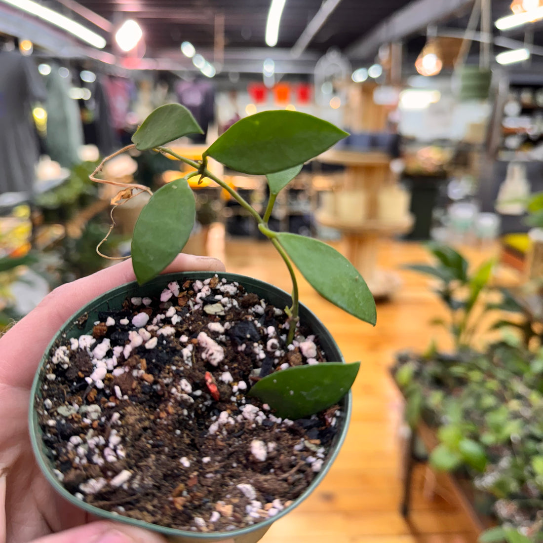 Hoya Suwanna Gems