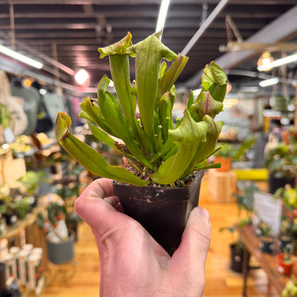 Sarracenia Maroon