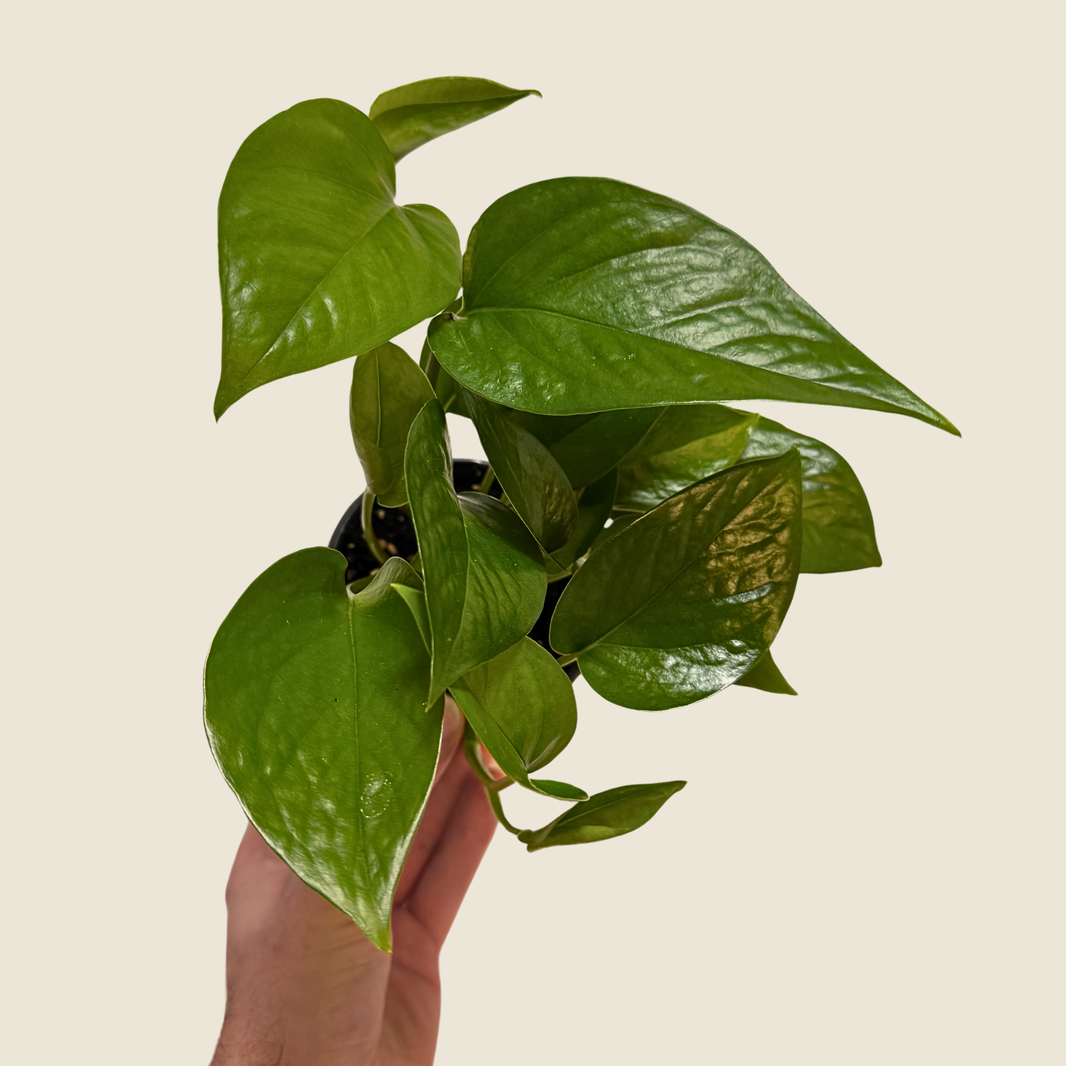 4&quot; Pothos Jade