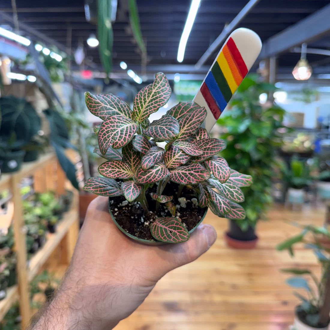 Fittonia &