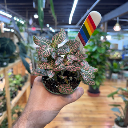 Fittonia &
