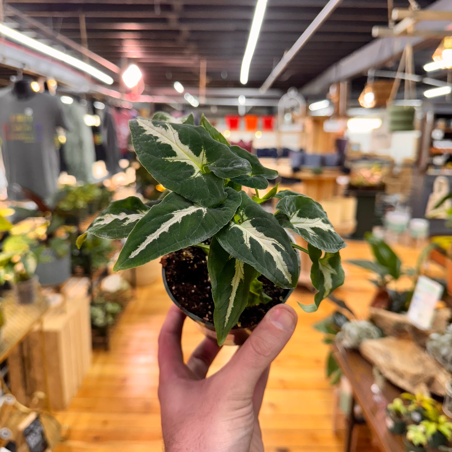 Syngonium Wendlandii Black Velvet