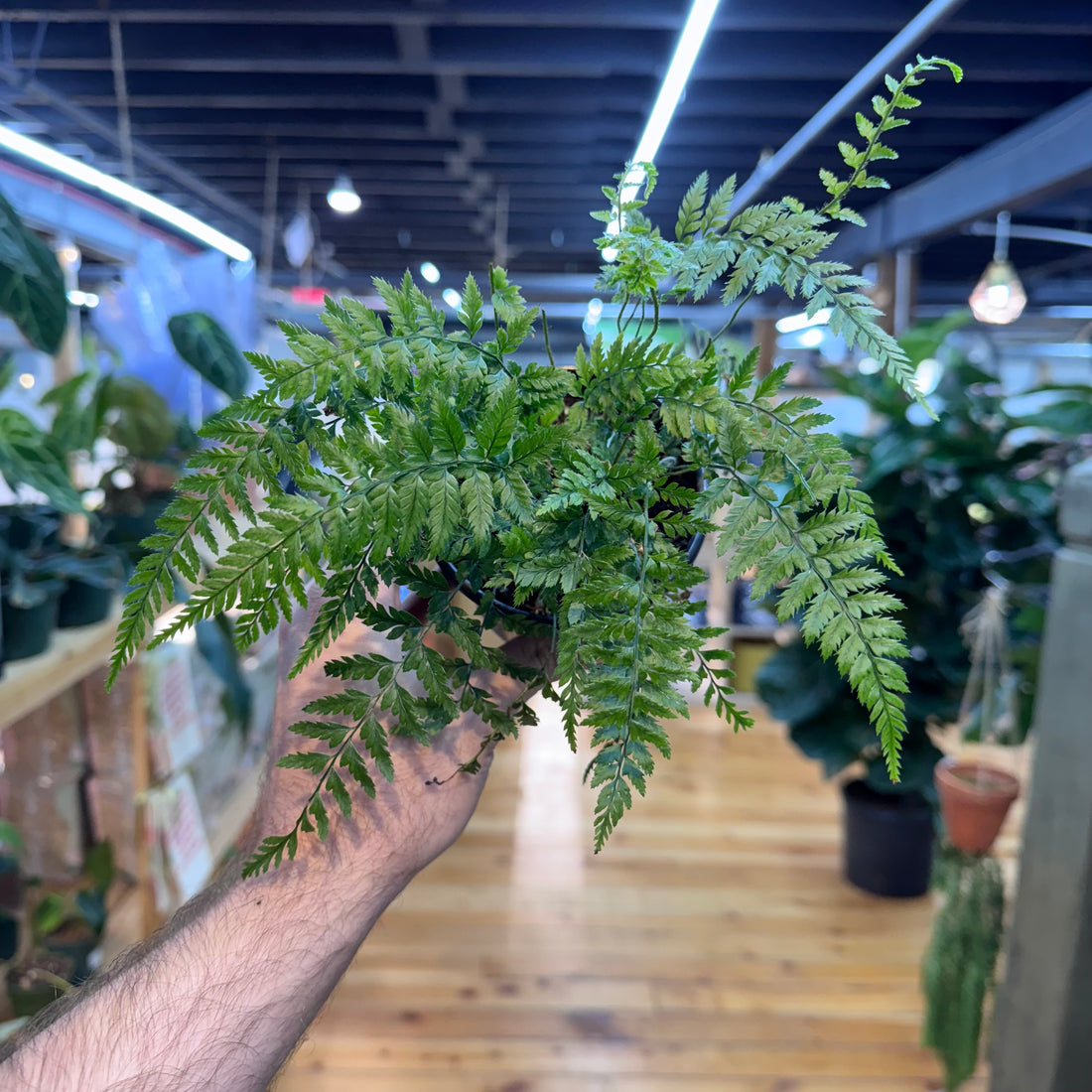 Fern Rabbit’s Foot