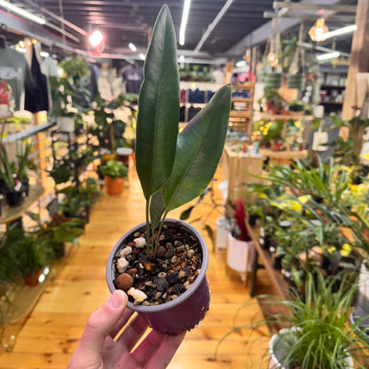 Elaphoglossum Metallicum
