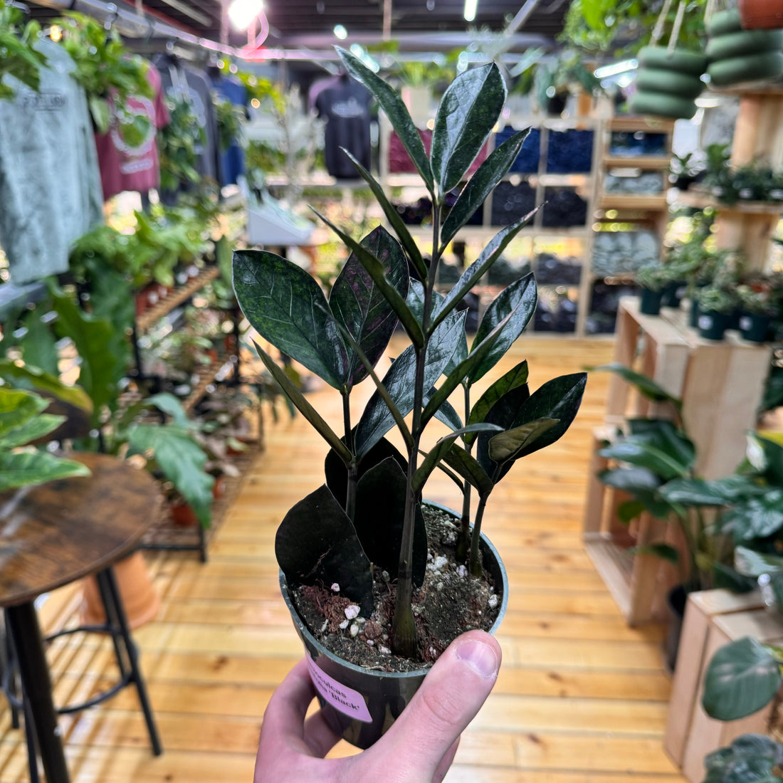 Zamioculas Zamiifolia &