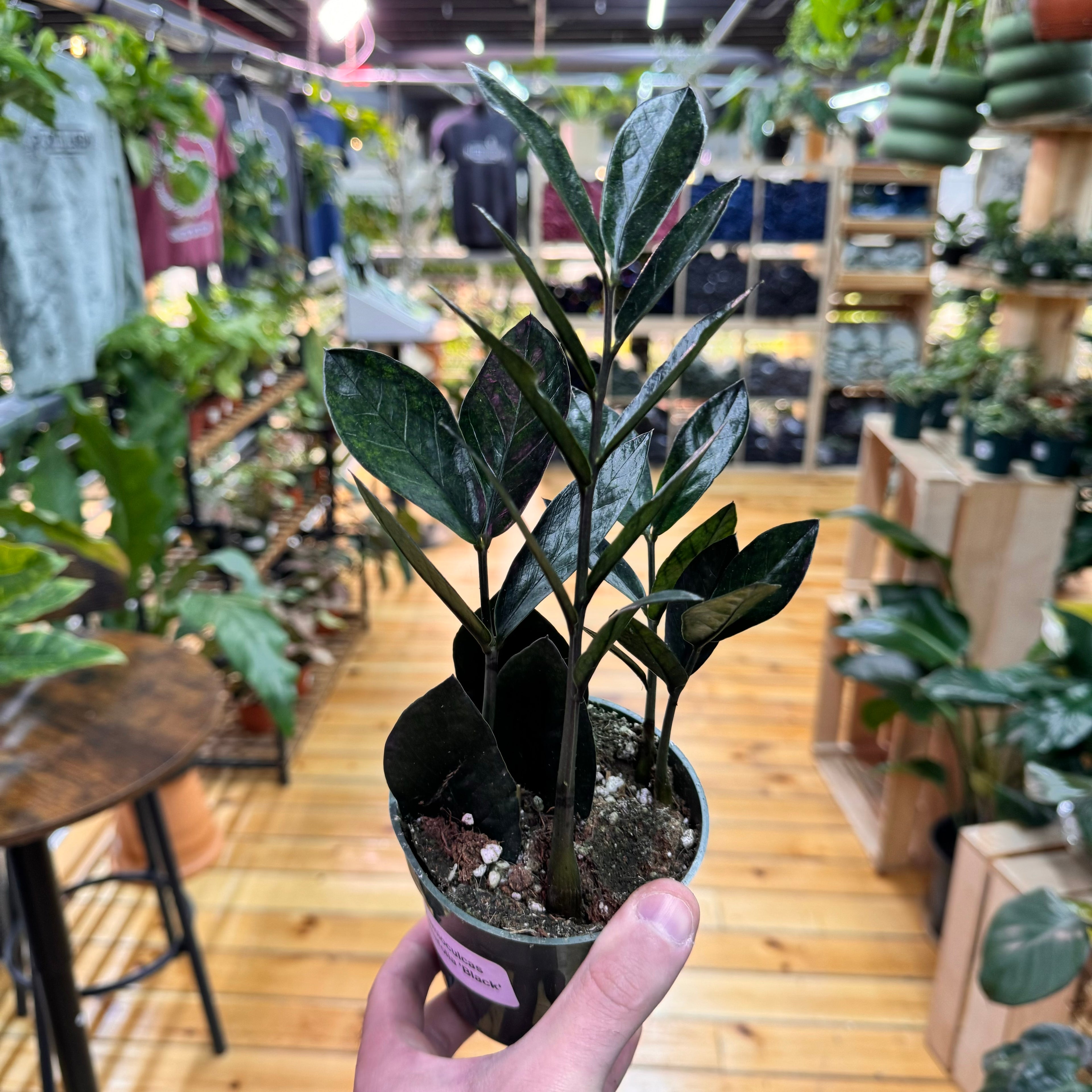 Zamioculas Zamiifolia &