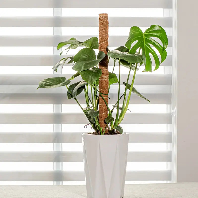Coco Coir Stackable Plant Support