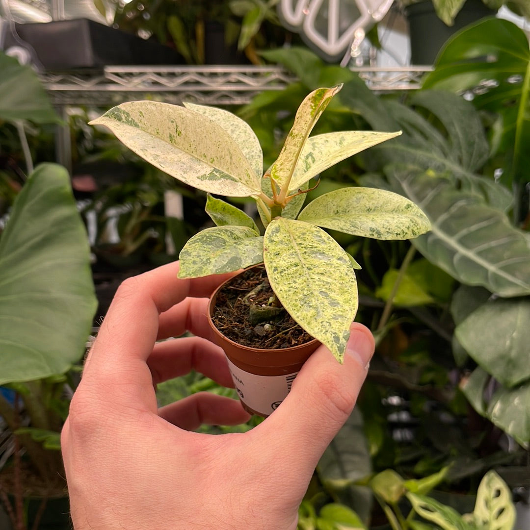 Ficus Shivereana Moonshine