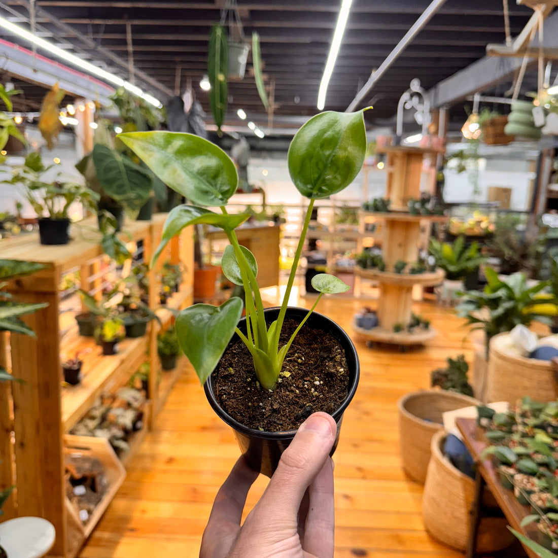 Alocasia Tiny Dancer