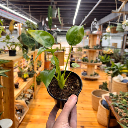 Alocasia Tiny Dancer