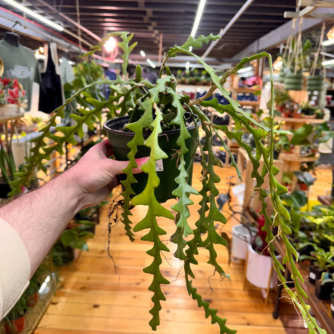 Ric Rac Cactus