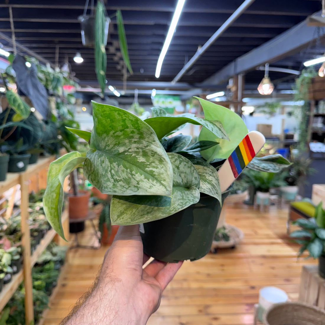 Scindapsus Silver Splash