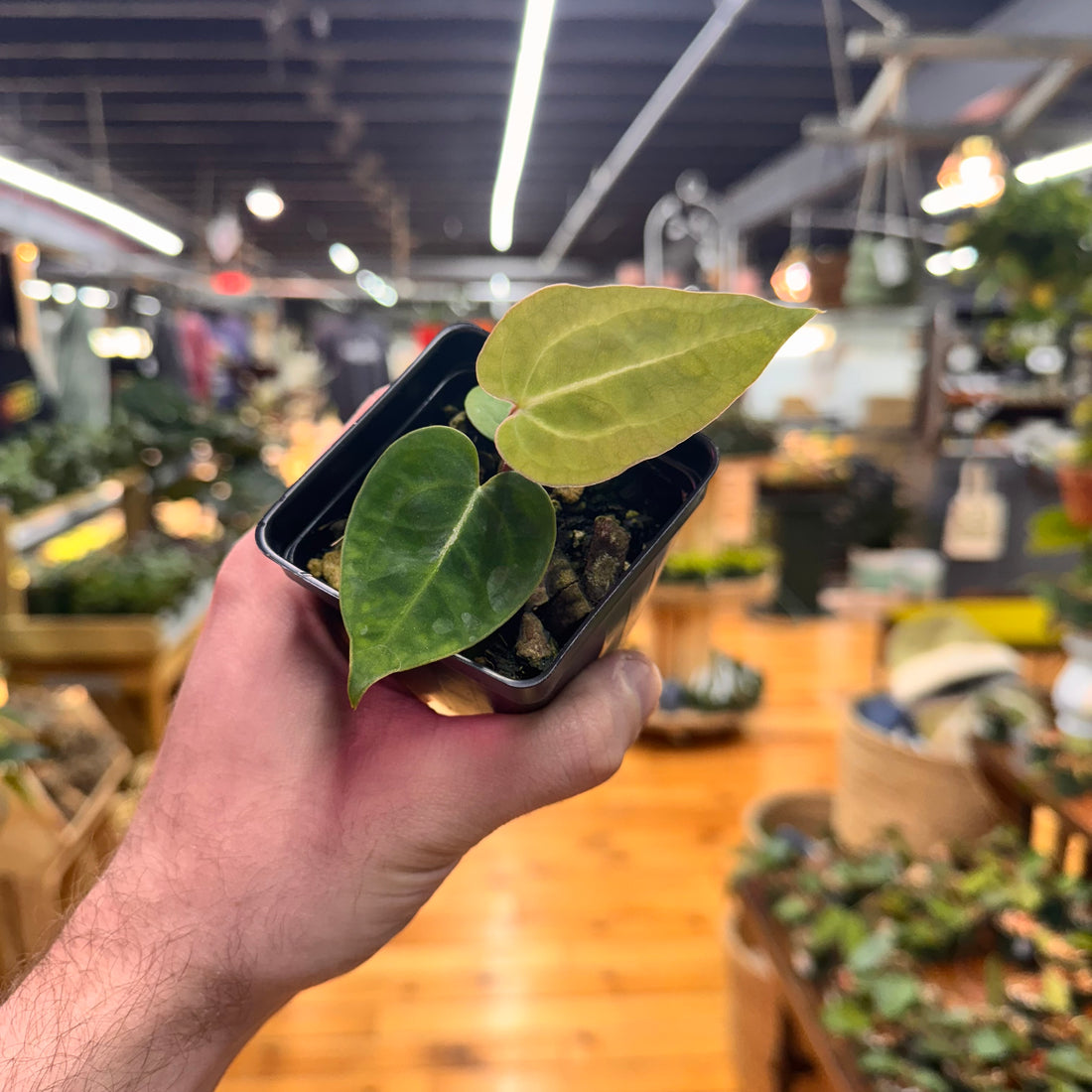 Anthurium (Crystal x AoS DF) x (Brielle x Zara)