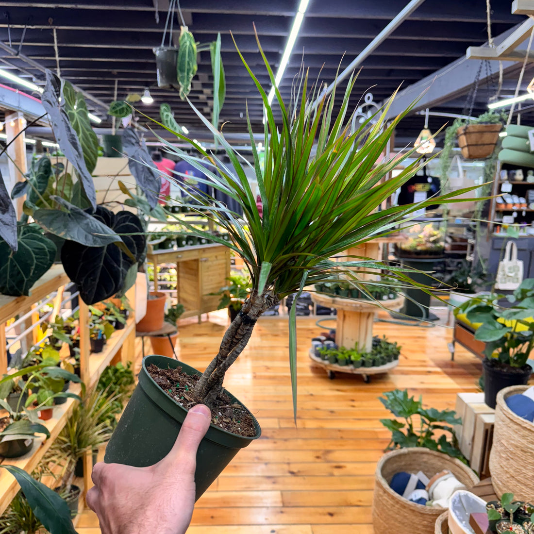 Dracaena Marginata Bicolor