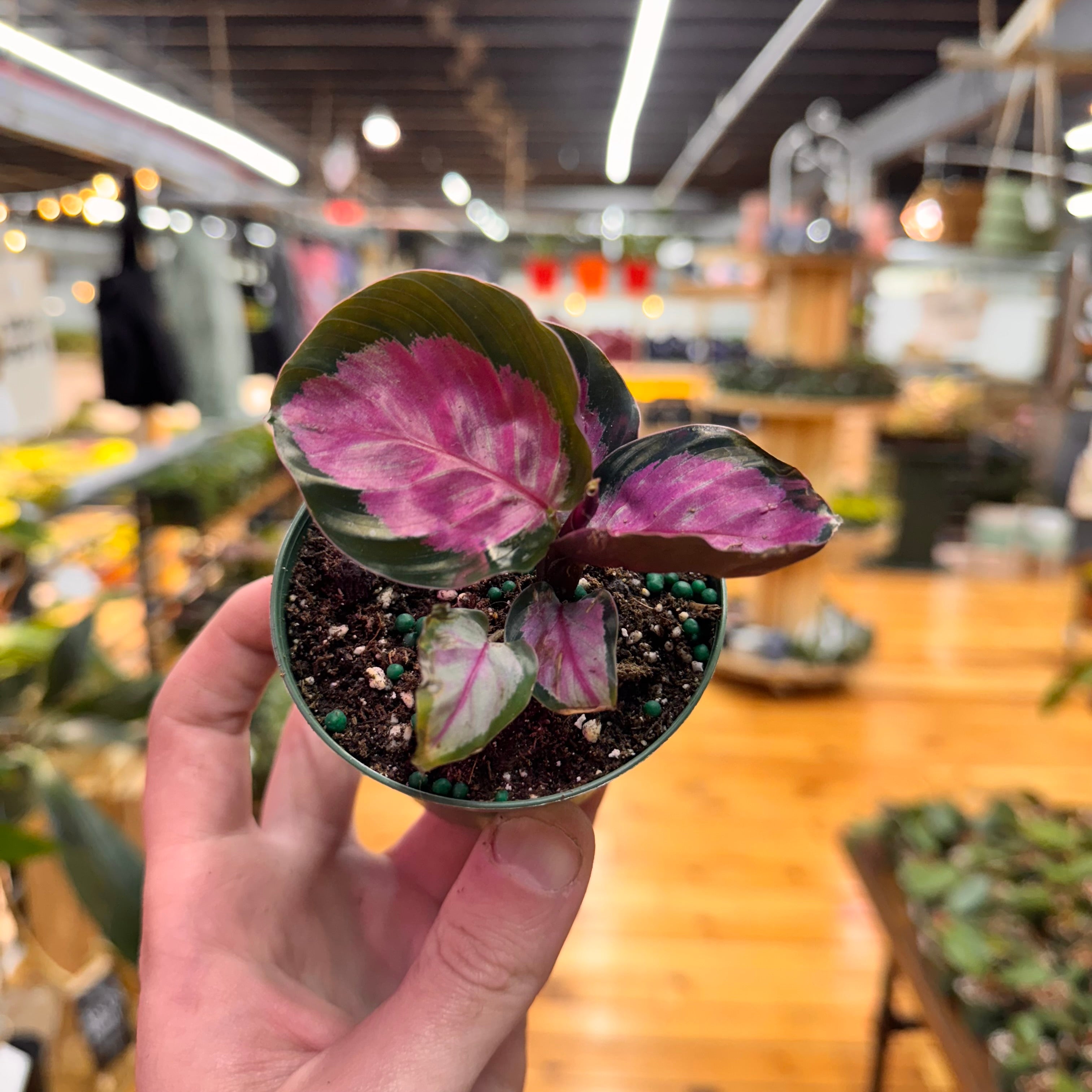 Calathea Roseopicta Rosy