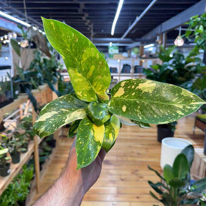 Philodendron Green Congo ‘Copper Flame&