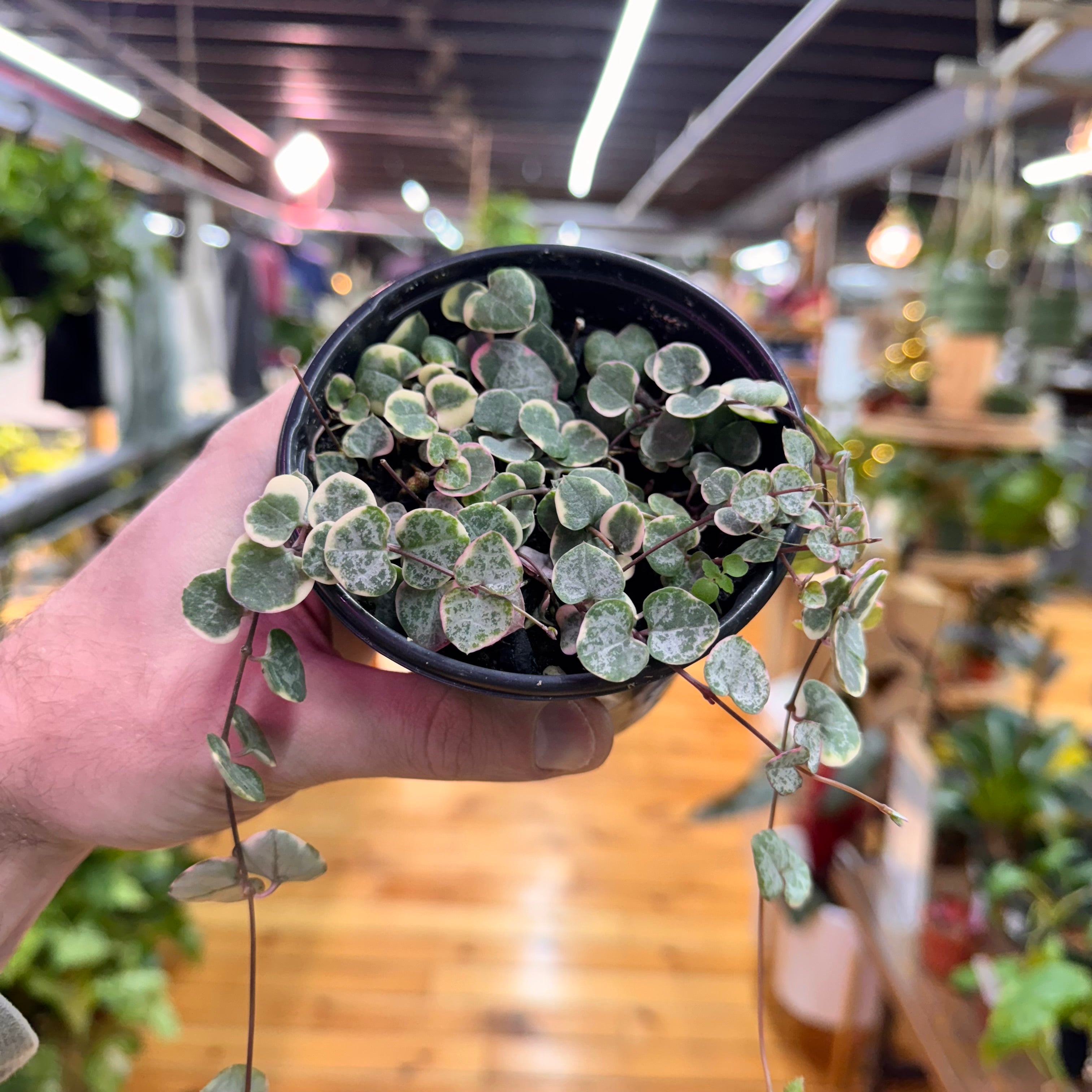 String of Hearts Variegated