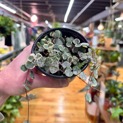 String of Hearts Variegated